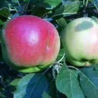 Яблука Прима