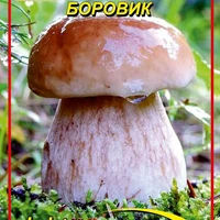 Белый гриб Боровик 10 г