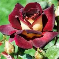 Роза чайно-гибридная Эдди Митчел