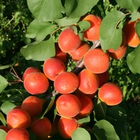 Саженец абрикоса "Цунами"