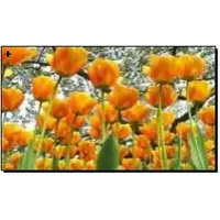 Алмазная мозаика по номерам 30*40 "Оранжевые тюльпаны" в рулоне